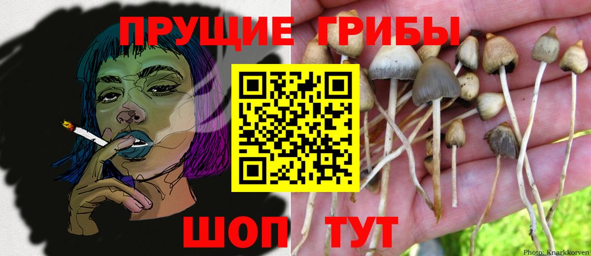 Кольчугино  Псилоцибиновые грибы Magic Shrooms  Вход с VPN 